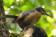 Victoria's Riflebird (Ptiloris victoriae)